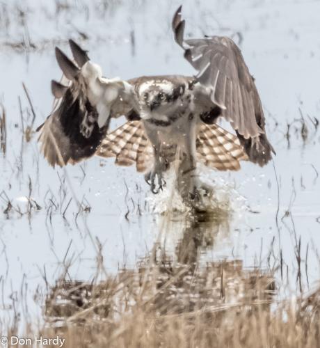 DSC_6346-Osprey catches a fish