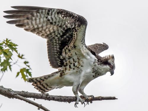 Osprey about to attack